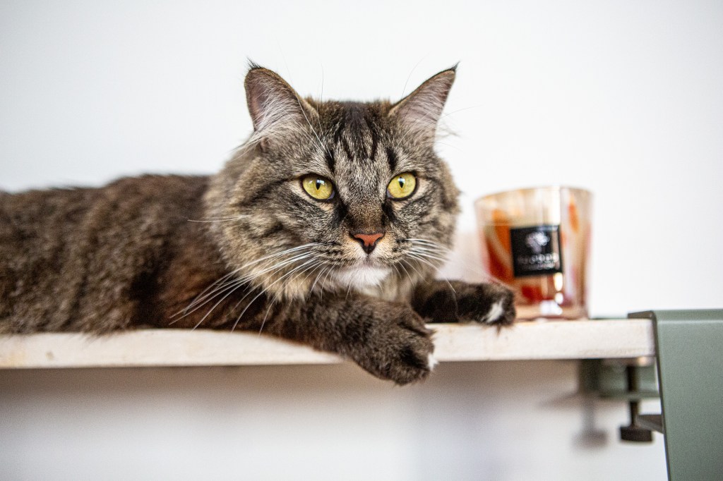 photographe animaux de compagnie pour chat parisien, spécialiste félin Nathallie Tiennot