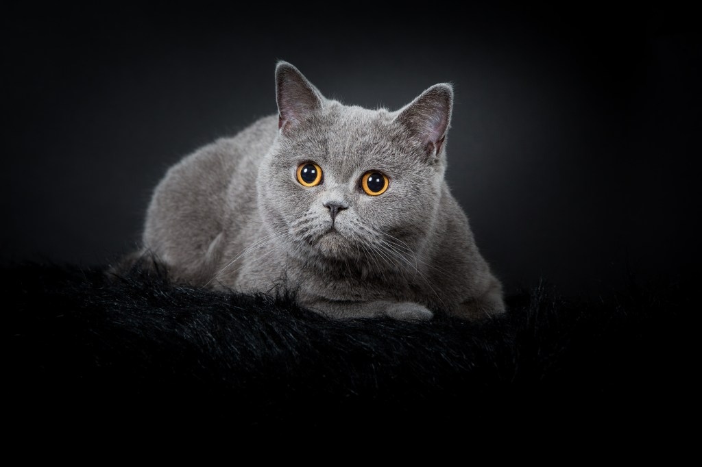 portrait chat parisien shooting cadeau noel pour chat