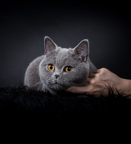 British shortair en studio, shooting chat pour éleveurs parisiens