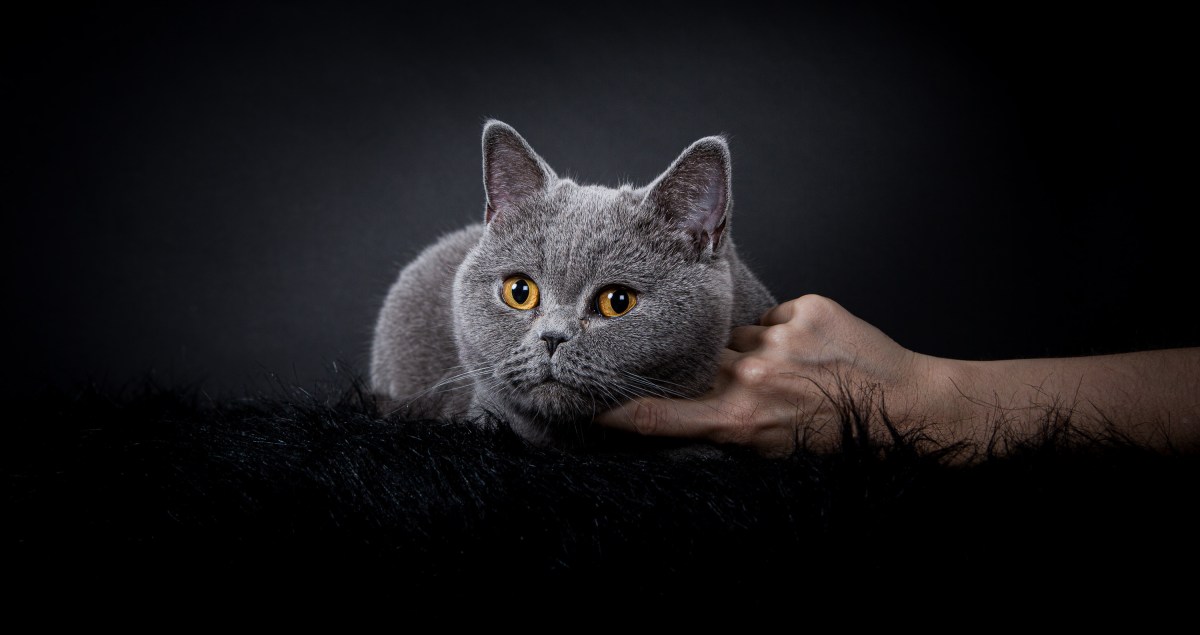 British shortair en studio, shooting chat pour éleveurs parisiens