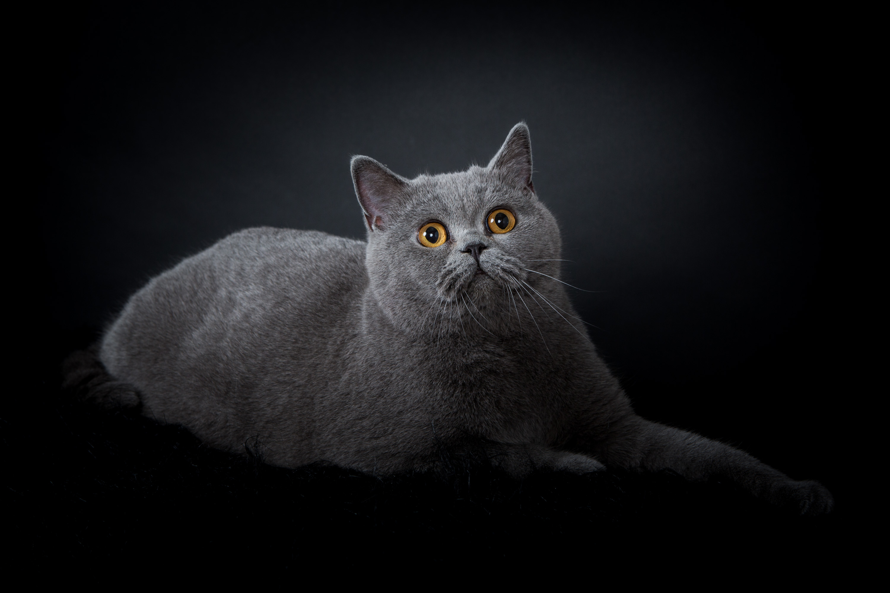 shooting chat professionnel pour éleveurs chats et chatterie en région parisienne