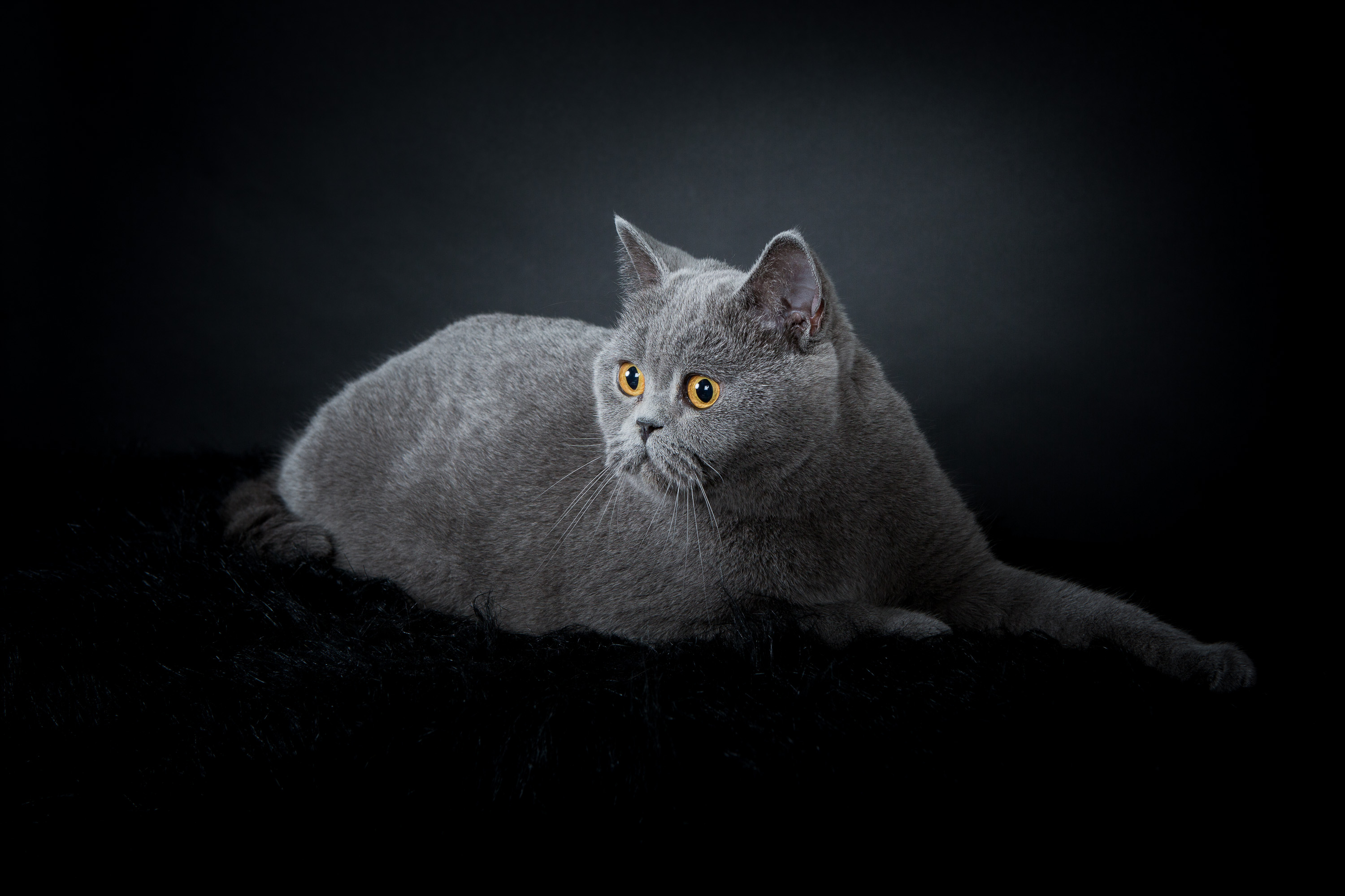 séance photo pour chats d'éleveurs et chatteries parisiennes