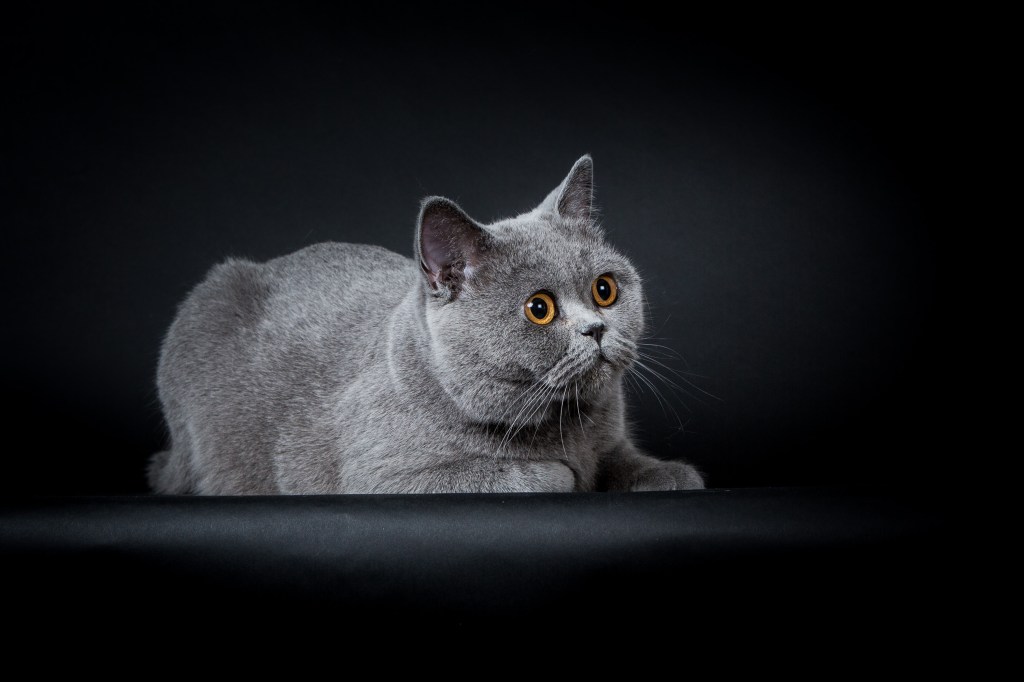 shooting studio pour chat à Paris par photographe animalière Nathalie Tiennot