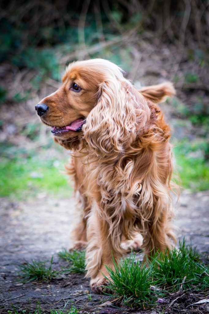 Séance photo maitre et chien par photographe pour animaux de compagnie