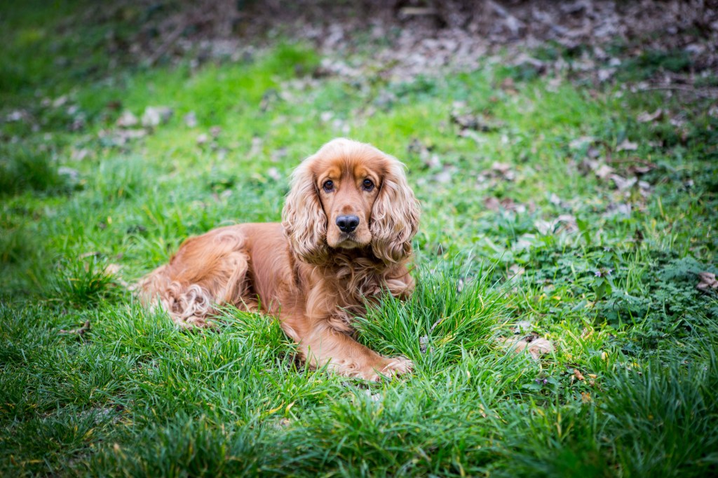 Photographe animalier à Paris et 93