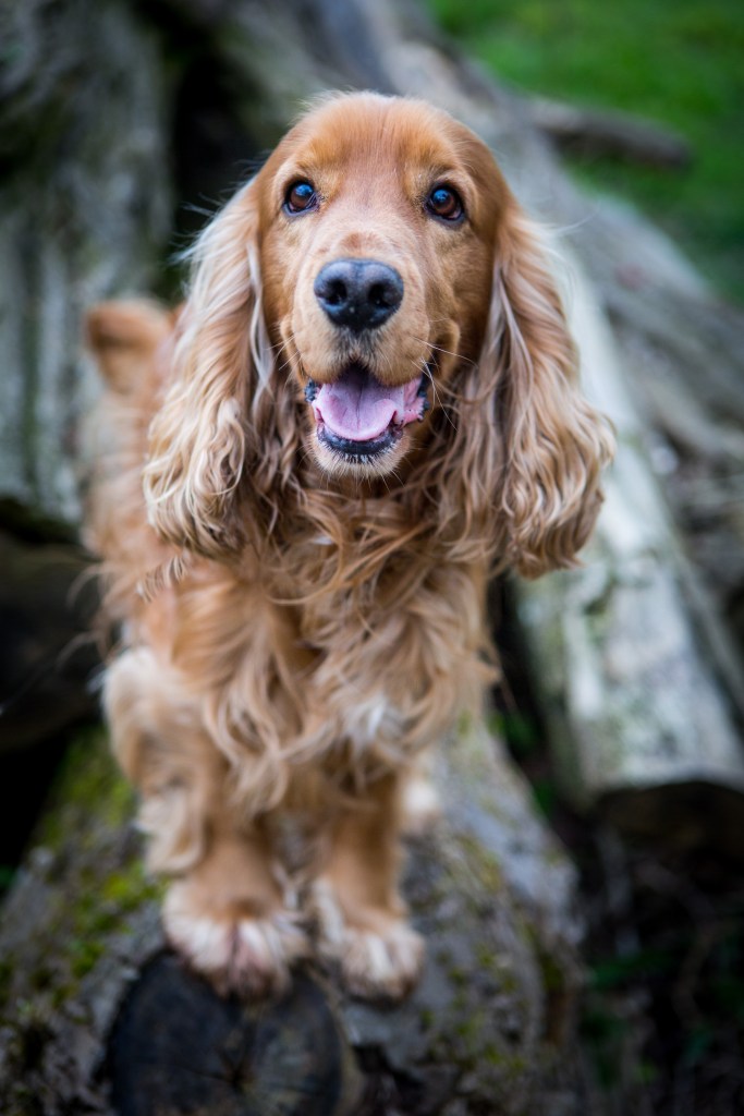 Séance photo cadeau pour animaux de compagnie, idée cadeau noël pour chien et chat à Paris