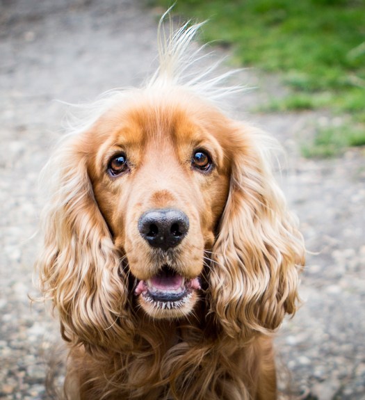 photographe animalier chiens et chats à Paris, Bourges