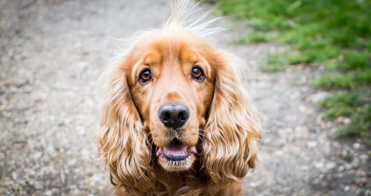 photographe animalier chiens et chats à Paris, Bourges