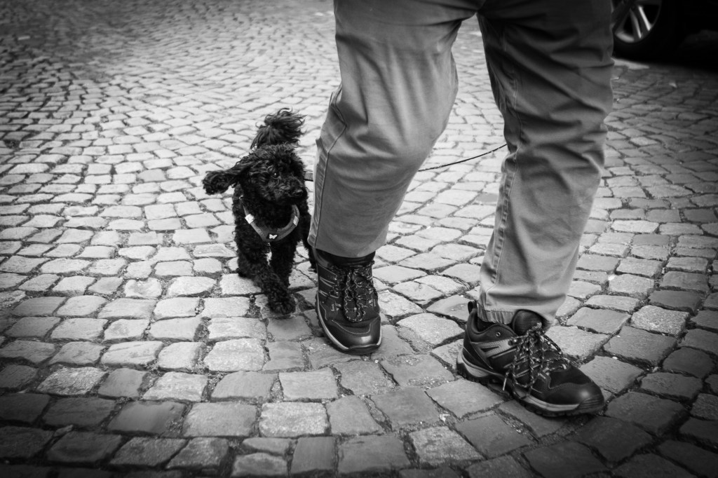 Sous les pavés la plage, Nathalie Tiennot photographe pour animaux de compagnie Paris et Bourges dans le Berry