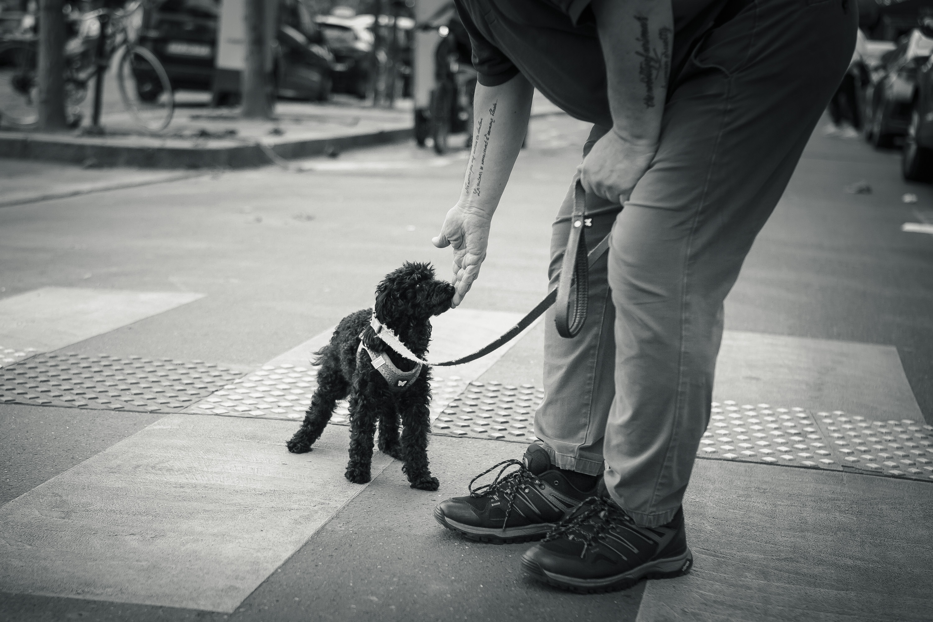 Shooting cadeau à offrir pour chien et chat à Paris