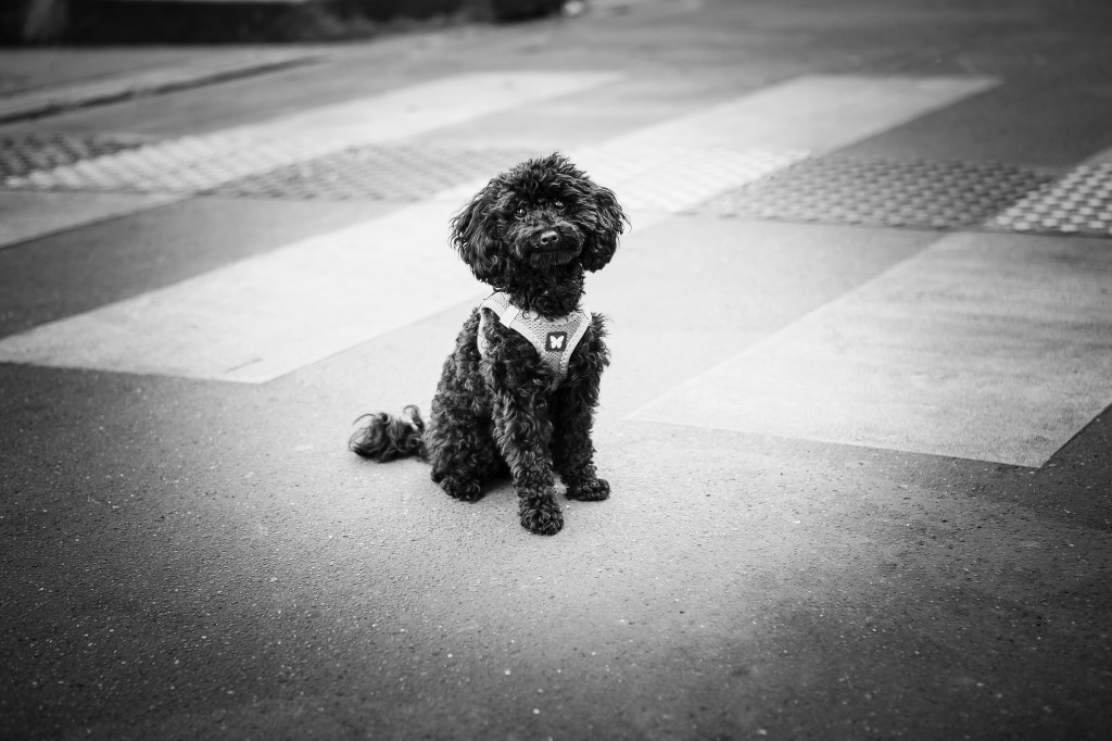 photographe animalier pour shooting photo avec chien et maitre dans Paris et région parisienne