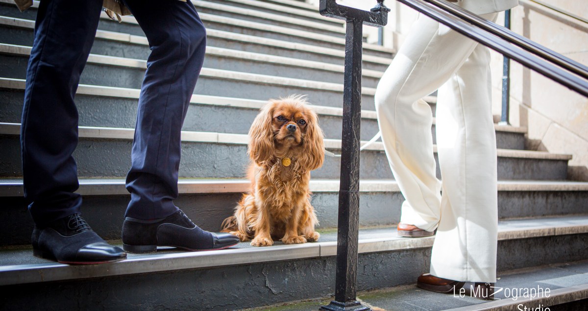 Le muzographe photographe animalier chien Paris