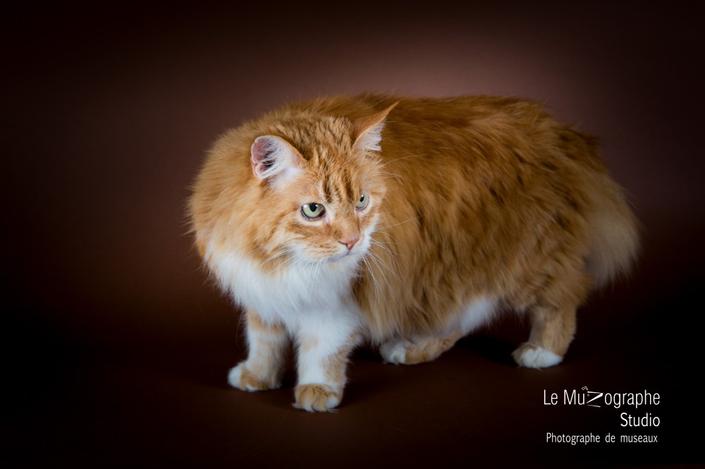 Shooting photo cadeau en studio à domicile pour chat