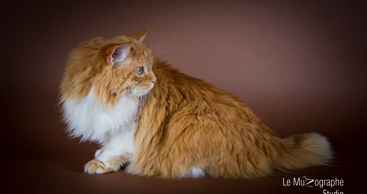 Séance photo avec mon chat en studio à Paris