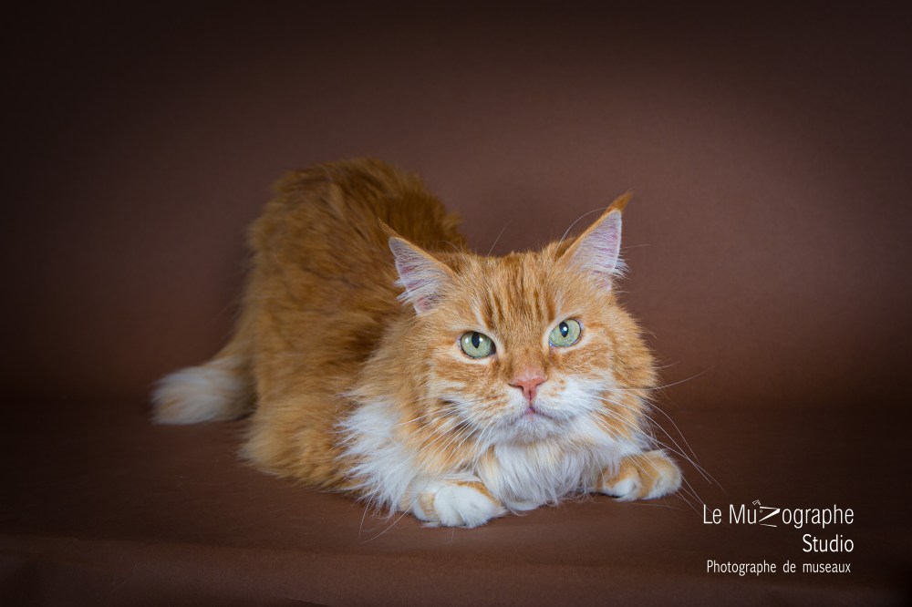Portrait chat en studio à Paris par Nathalie Tiennot photographe félin Paris