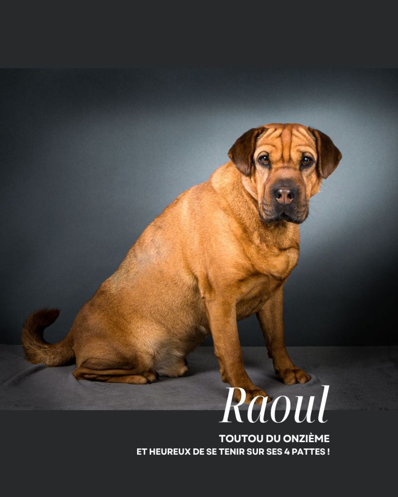 En studio pour chien à Paris 11, avec Nathalie Tiennot photographe Canin