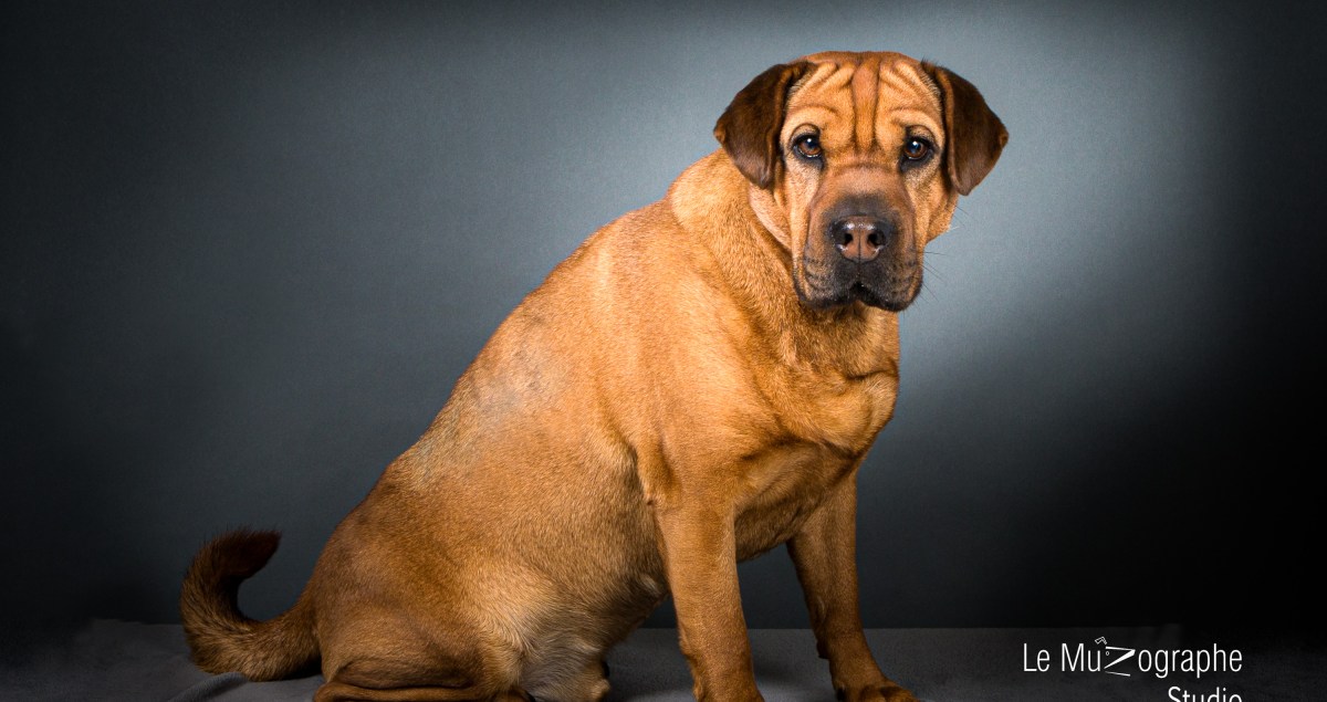 Portrait chien pour anniversaire chien, Nathalie Tiennot Paris
