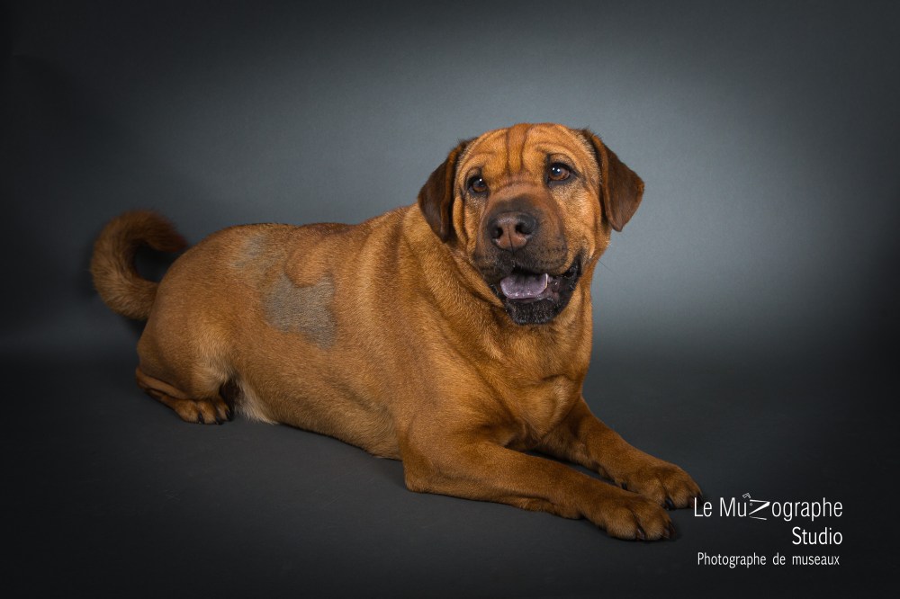 Raoul par Nathalie Tiennot, photographe aniùmalier à Paris
