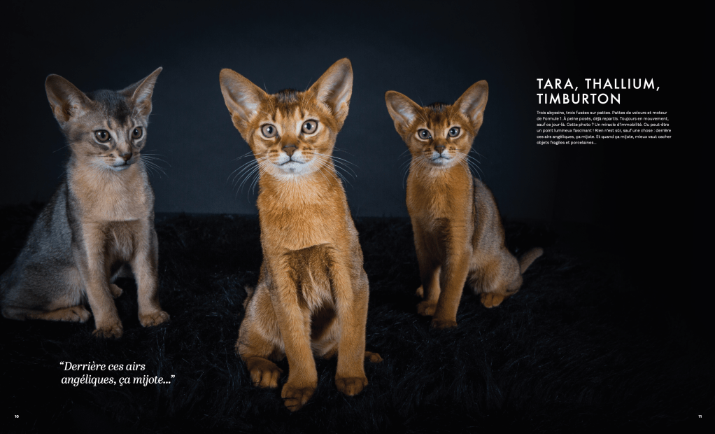 Les abyssins de la mignonnerie féline par Nathalie Tiennot, photographe studio pour chats Paris 11 ème