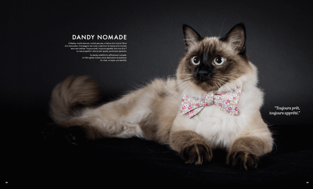 Chat siamois en studio du muzographe par Nathalie Tiennot photographe spécialiste chat