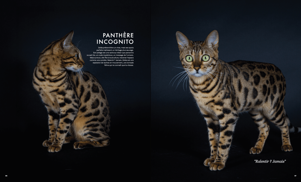 Chat bengal pour le livre Chats de Nathalie Tiennot, photographe animalier