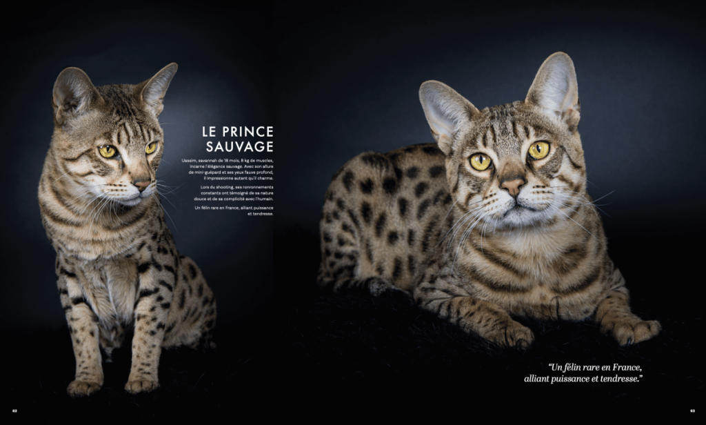 Chat savannah des félins de Terenga par Nathalie Tiennot photographe animalière et studio pour chats
