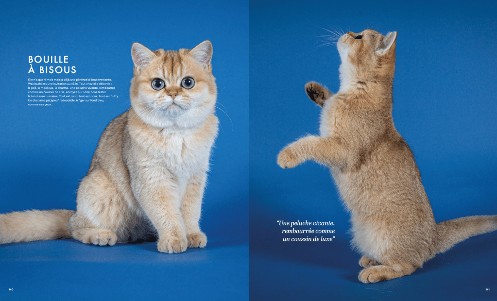British shortair des fluffys de Paris par la photographe félin pour éleveurs et chatteries