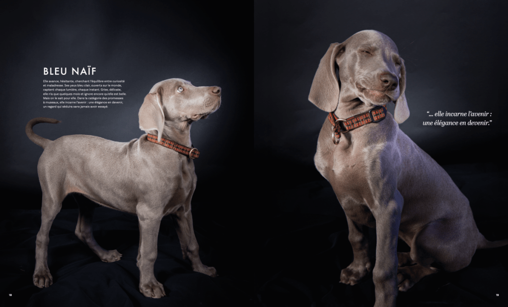 Chiot braque en studio pour chien par le muzographe photographe canin à Toulouse