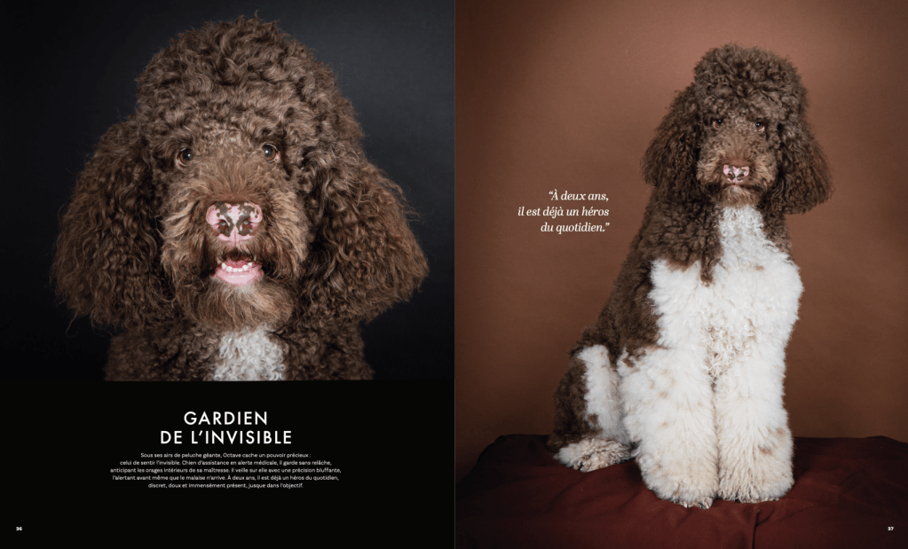 Caniche royal, chien d'assistance frisette and bouclette par Nathalie Tiennot photographe canin