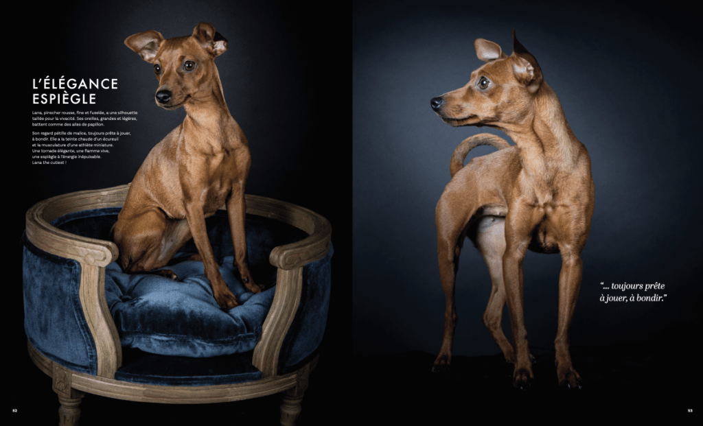 Pinsher en studio photo pour chiens par Nathalie Tiennot Le MuZographe