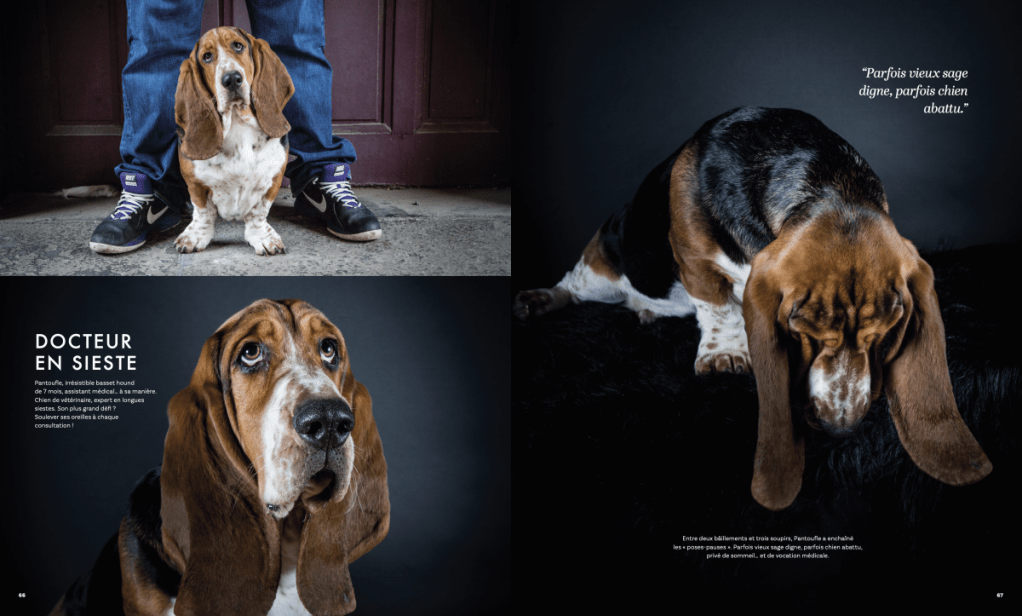 Basset Hound par Nathalie Tiennot; shooting cadeau Noel