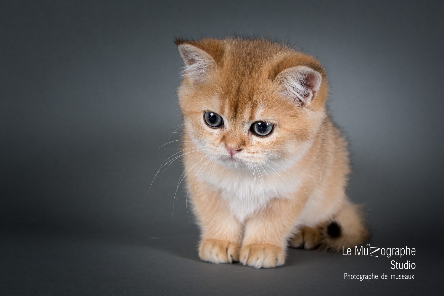 Séance photo pour éleveurs félins et chatteries par Nathalie Tiennot photographe chats