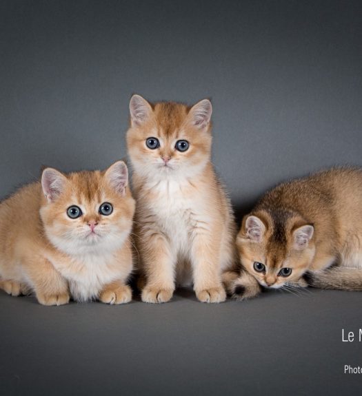 Photographe félin pour éleveurs et chatterie à Paris, Nathalie Tiennot