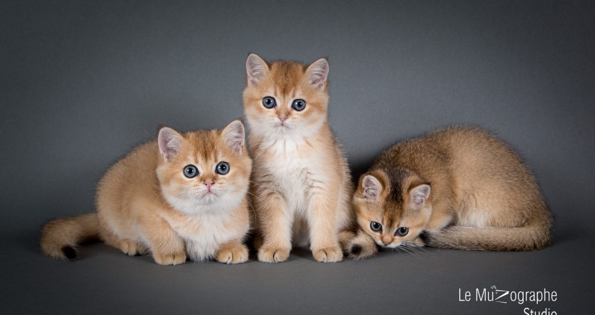 Photographe félin pour éleveurs et chatterie à Paris, Nathalie Tiennot