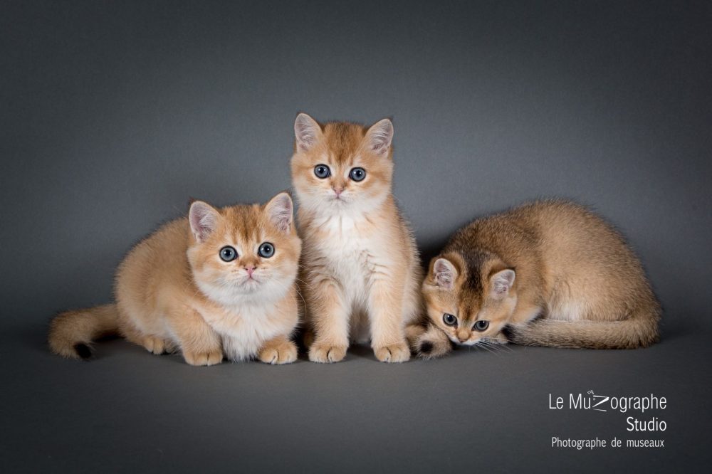Photographe félin pour éleveurs et chatterie à Paris, Nathalie Tiennot