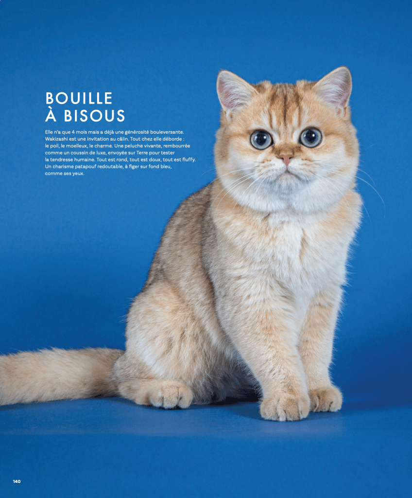 Extrait du livre CHATS par Nathalie Tiennot, éditions Massin