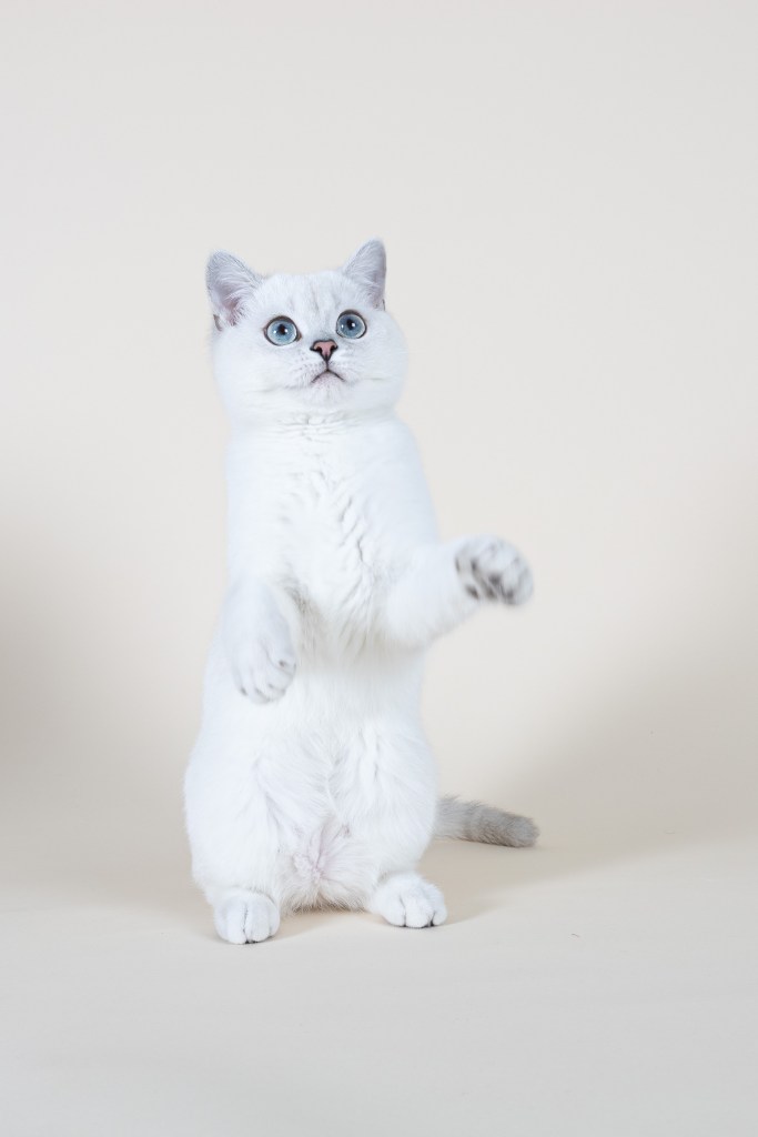 Séance photo pour chat en studio Paris, Toulouse, Bordeaux
