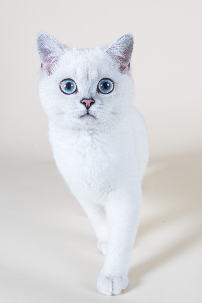 Séance photo chat chez moi, à Paris, Toulouse, Bourges particuliers et professionnels