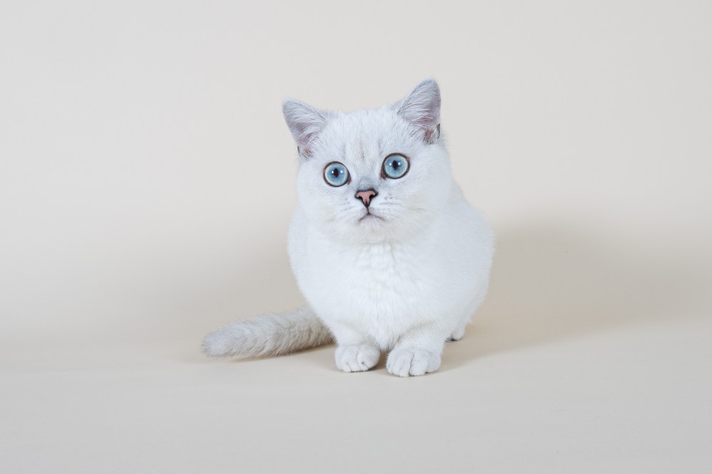 Photoshoot pour chat, félins, chatons par Nathalie Tiennot le MuZographe photographe aniùmalier