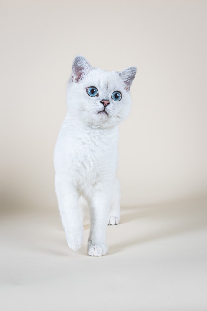 Shooting chat Fluffy Moon cats studio spécialiste félins Nathalie Tiennot