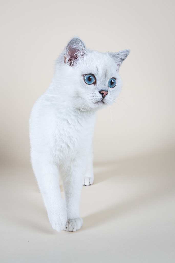 Shooting chat studio à domicile par photographe animalier, Paris, Bourges, Toulouse