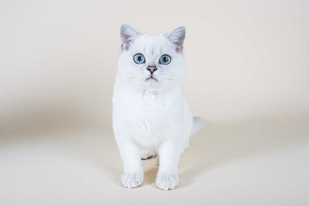 photographe spécialiste chats éleveurs Paris Toulouse