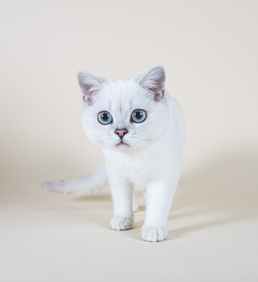 British shortair shooting à domicile par Nathalie Tiennot photographe professionnel