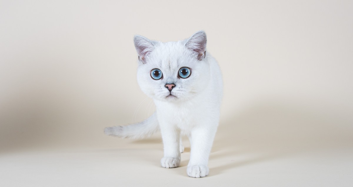 British shortair shooting à domicile par Nathalie Tiennot photographe professionnel