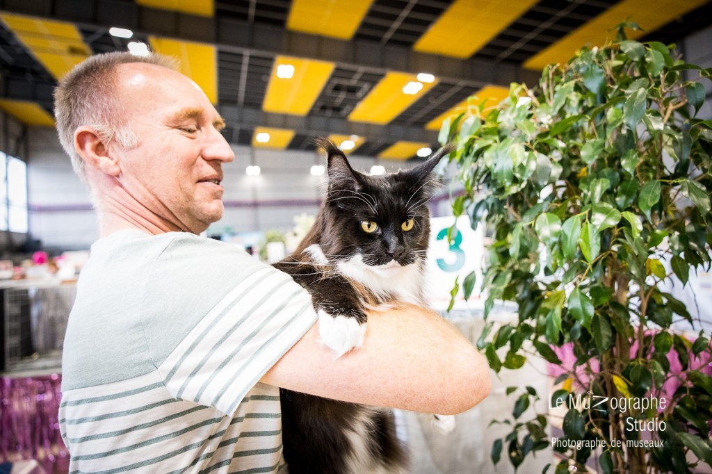 Main coon Utah à l'exposition féline du CFL à Toulouse