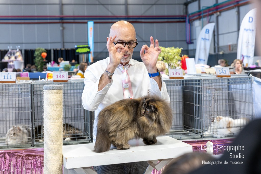 reportage évènementiel salon félin de Toulouse par le CFL Le Muzographe