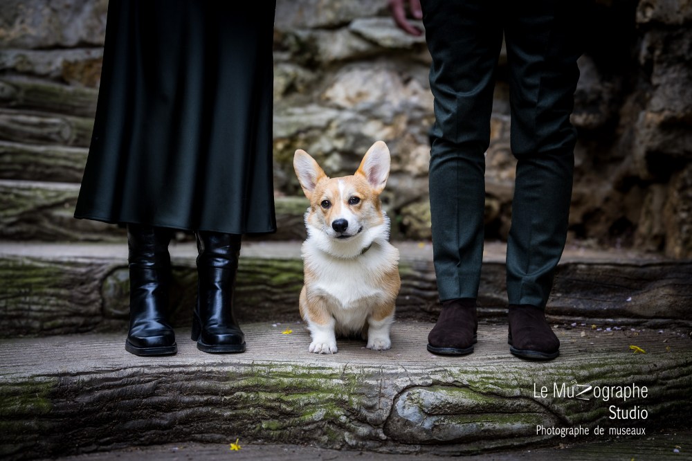 Portrait chiens et chats avec photographe animalier canin félin, le muzographe
