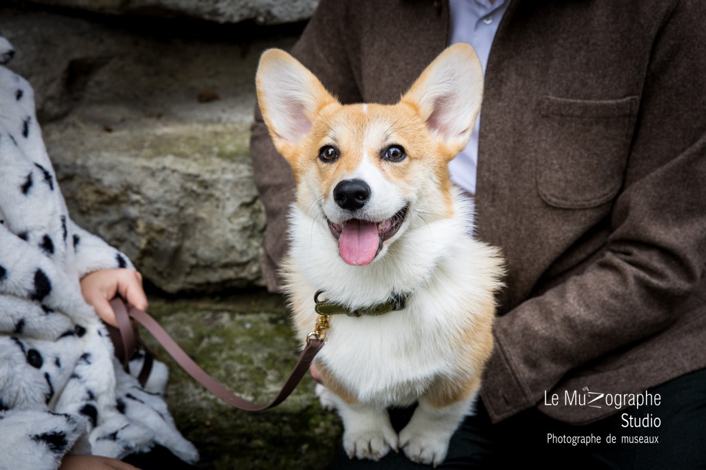 Portrait chien en extérieur dans parc à Paris, Nathalie Tiennot