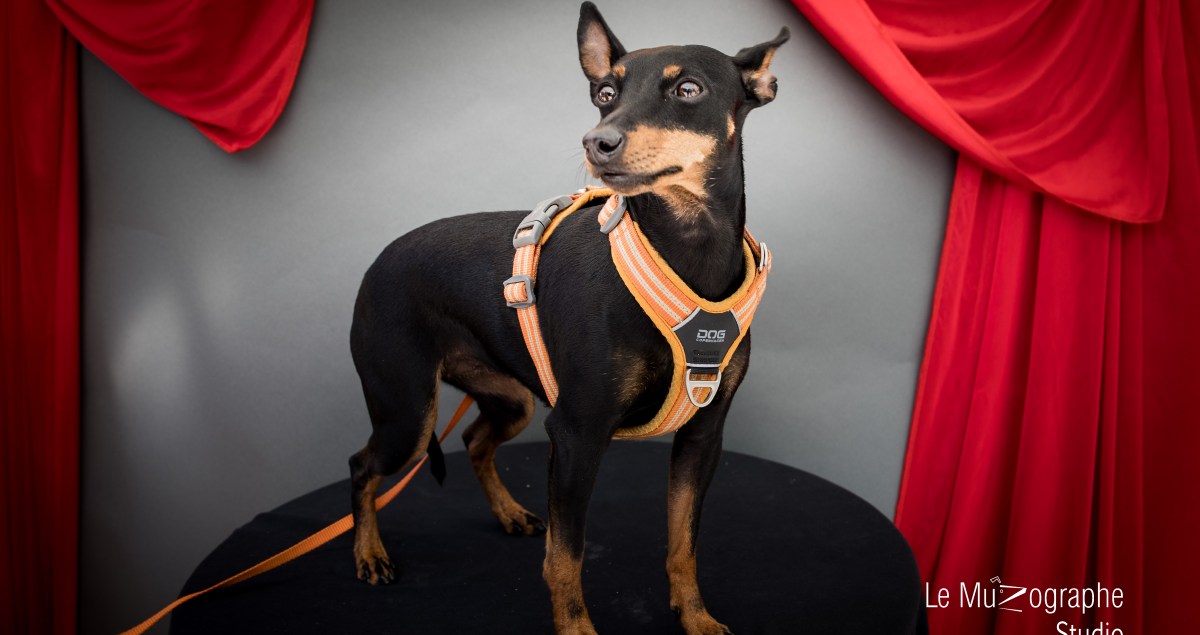 Pinsher en studio spécial chien à Paris 11