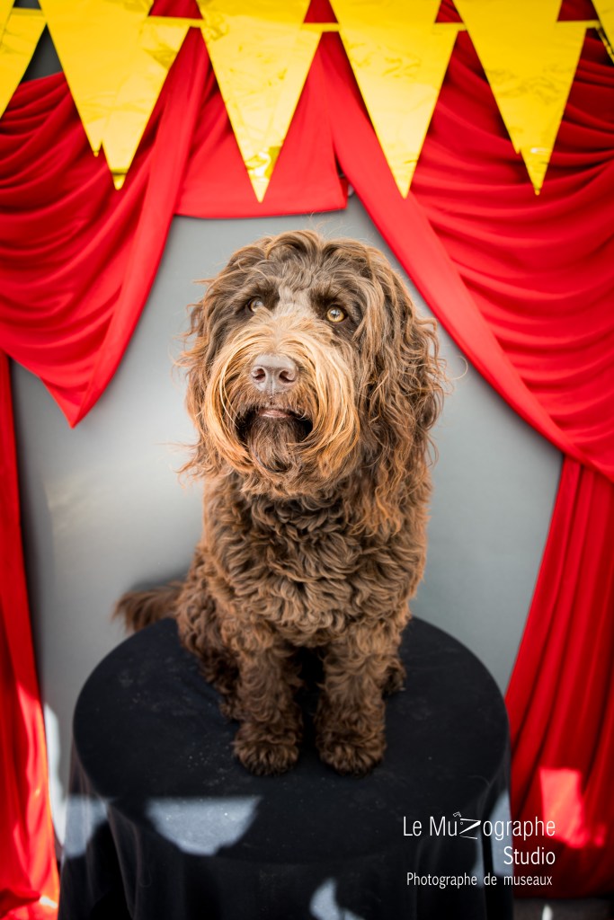 shooting pro pour animaux de compagnie chiens parisiens